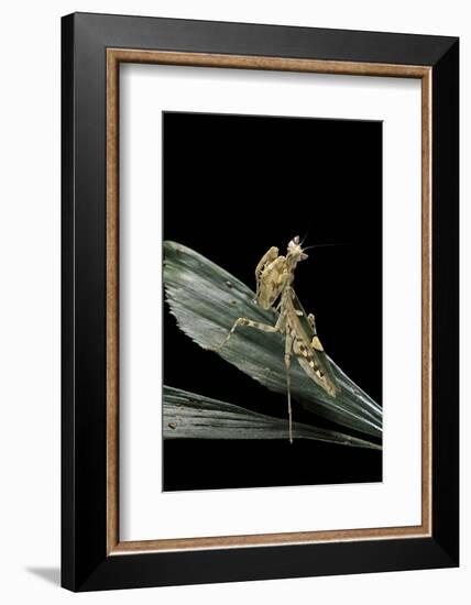 Creobroter Gemmatus (Jeweled Flower Mantis)-Paul Starosta-Framed Photographic Print