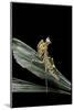 Creobroter Gemmatus (Jeweled Flower Mantis)-Paul Starosta-Mounted Photographic Print