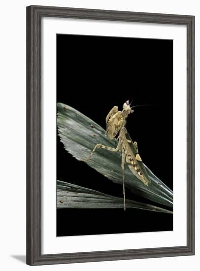 Creobroter Gemmatus (Jeweled Flower Mantis)-Paul Starosta-Framed Photographic Print