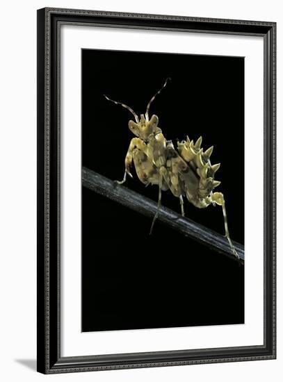 Creobroter Gemmatus (Jeweled Flower Mantis)-Paul Starosta-Framed Photographic Print