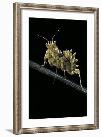 Creobroter Gemmatus (Jeweled Flower Mantis)-Paul Starosta-Framed Photographic Print