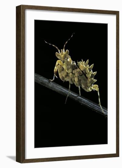 Creobroter Gemmatus (Jeweled Flower Mantis)-Paul Starosta-Framed Photographic Print