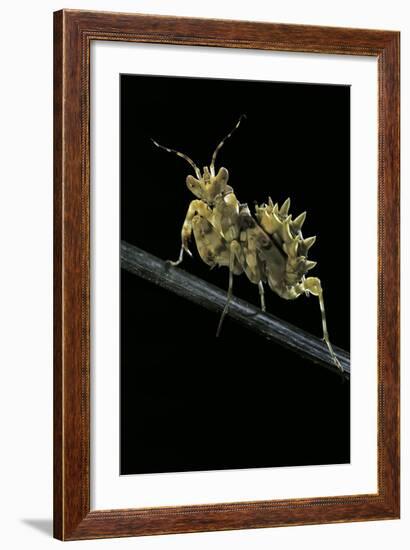 Creobroter Gemmatus (Jeweled Flower Mantis)-Paul Starosta-Framed Photographic Print