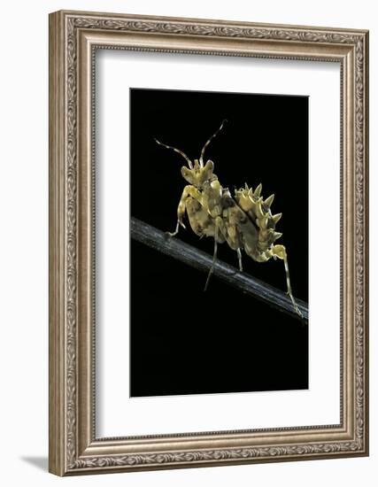 Creobroter Gemmatus (Jeweled Flower Mantis)-Paul Starosta-Framed Photographic Print