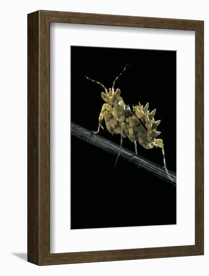 Creobroter Gemmatus (Jeweled Flower Mantis)-Paul Starosta-Framed Photographic Print