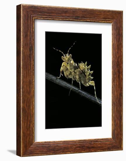 Creobroter Gemmatus (Jeweled Flower Mantis)-Paul Starosta-Framed Photographic Print