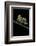 Creobroter Gemmatus (Jeweled Flower Mantis)-Paul Starosta-Framed Photographic Print
