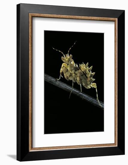 Creobroter Gemmatus (Jeweled Flower Mantis)-Paul Starosta-Framed Photographic Print