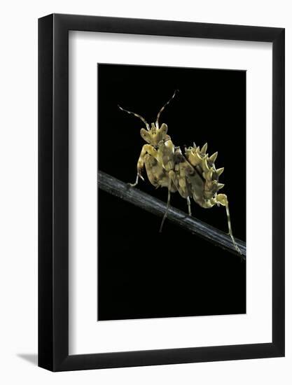 Creobroter Gemmatus (Jeweled Flower Mantis)-Paul Starosta-Framed Photographic Print