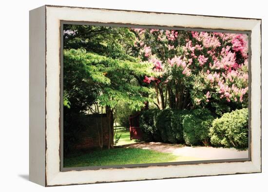 Crepe Myrtle II-Alan Hausenflock-Framed Premier Image Canvas