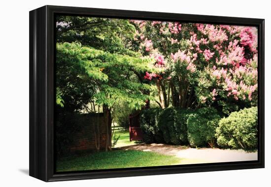 Crepe Myrtle II-Alan Hausenflock-Framed Premier Image Canvas