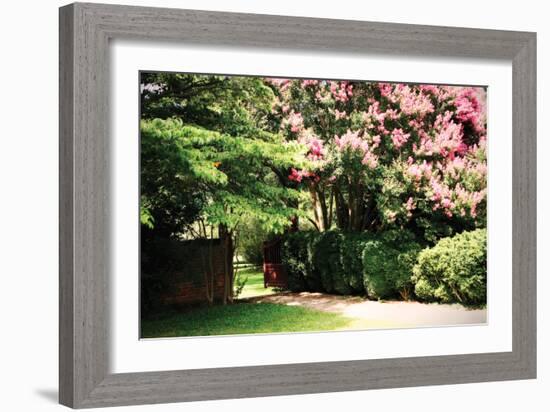 Crepe Myrtle II-Alan Hausenflock-Framed Photographic Print