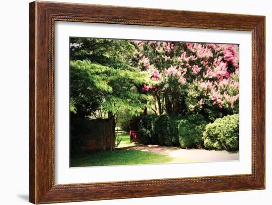 Crepe Myrtle II-Alan Hausenflock-Framed Photographic Print