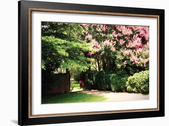 Crepe Myrtle II-Alan Hausenflock-Framed Photographic Print