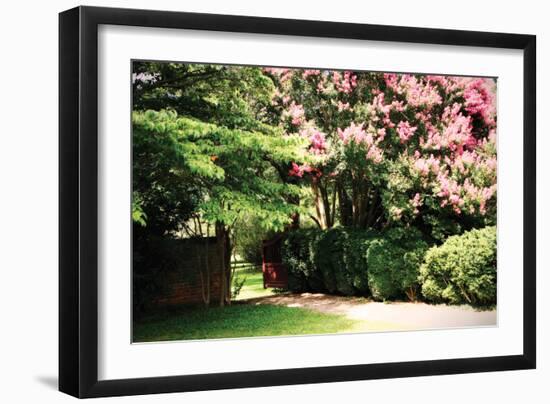 Crepe Myrtle II-Alan Hausenflock-Framed Photographic Print