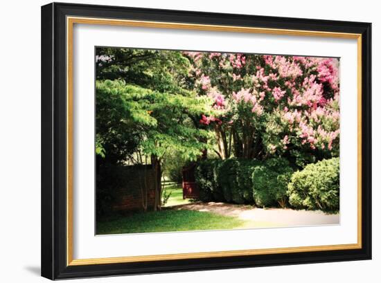 Crepe Myrtle II-Alan Hausenflock-Framed Photographic Print