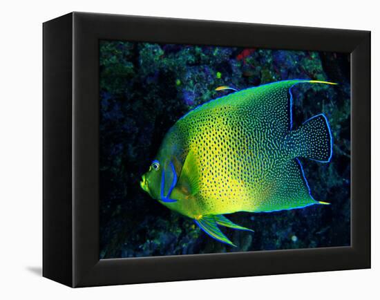 Crescent Angel Fish (Pomacanthus)-Andrea Ferrari-Framed Premier Image Canvas