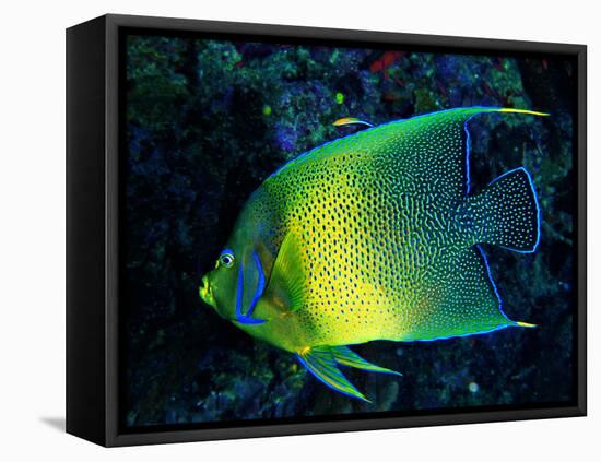 Crescent Angel Fish (Pomacanthus)-Andrea Ferrari-Framed Premier Image Canvas