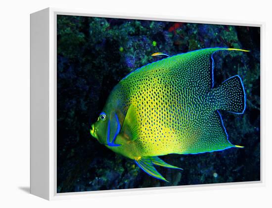 Crescent Angel Fish (Pomacanthus)-Andrea Ferrari-Framed Premier Image Canvas