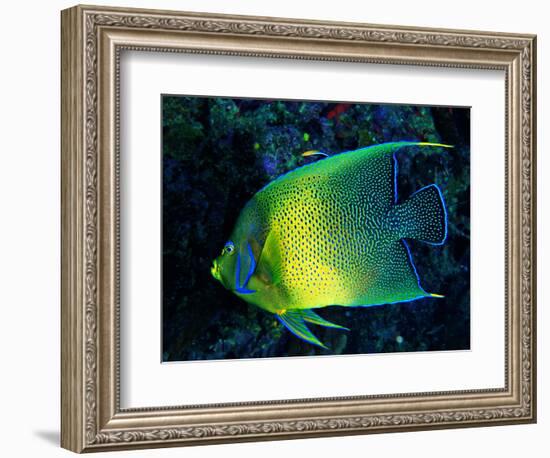 Crescent Angel Fish (Pomacanthus)-Andrea Ferrari-Framed Photographic Print