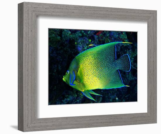 Crescent Angel Fish (Pomacanthus)-Andrea Ferrari-Framed Photographic Print