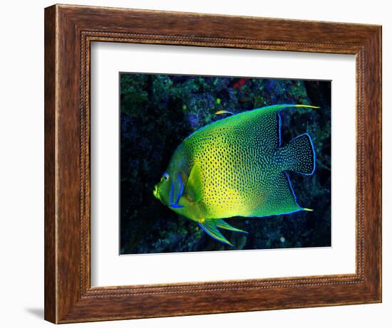 Crescent Angel Fish (Pomacanthus)-Andrea Ferrari-Framed Photographic Print