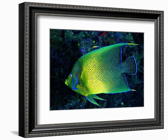 Crescent Angel Fish (Pomacanthus)-Andrea Ferrari-Framed Photographic Print