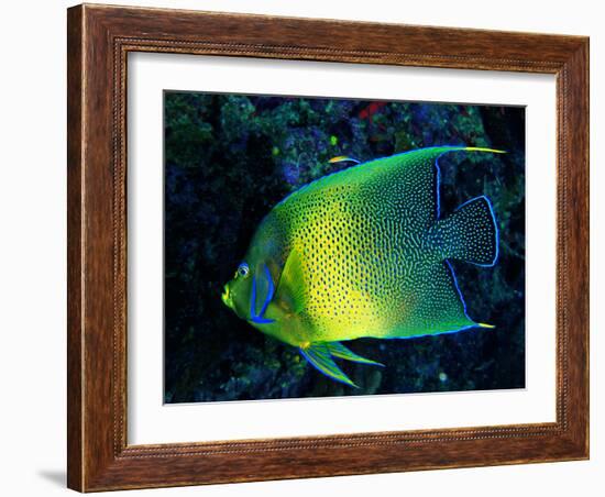 Crescent Angel Fish (Pomacanthus)-Andrea Ferrari-Framed Photographic Print