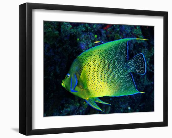 Crescent Angel Fish (Pomacanthus)-Andrea Ferrari-Framed Photographic Print