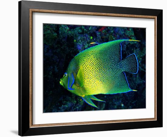 Crescent Angel Fish (Pomacanthus)-Andrea Ferrari-Framed Photographic Print