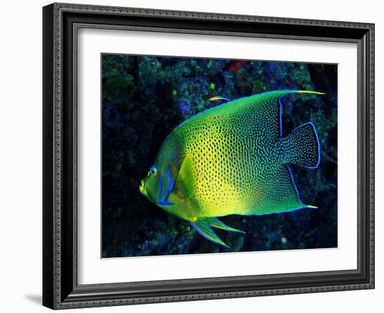 Crescent Angel Fish (Pomacanthus)-Andrea Ferrari-Framed Photographic Print