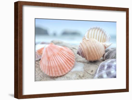 Crescent Beach Shells 10-Alan Blaustein-Framed Photographic Print