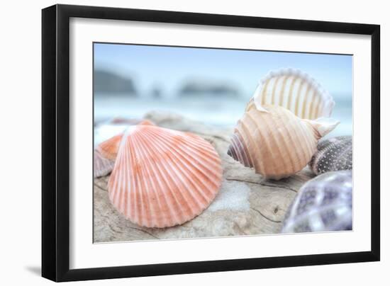 Crescent Beach Shells 10-Alan Blaustein-Framed Photographic Print