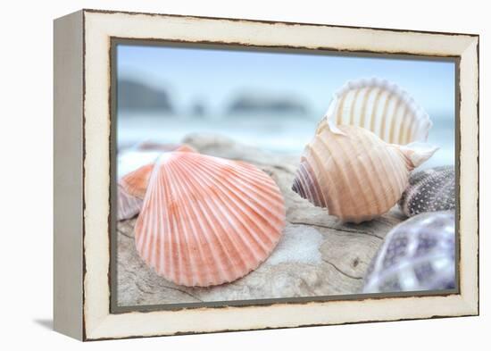 Crescent Beach Shells 10-Alan Blaustein-Framed Premier Image Canvas