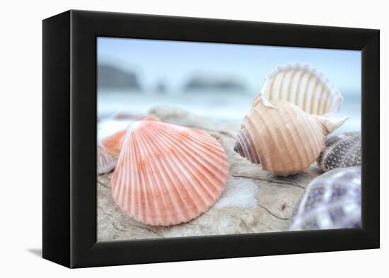 Crescent Beach Shells 10-Alan Blaustein-Framed Premier Image Canvas