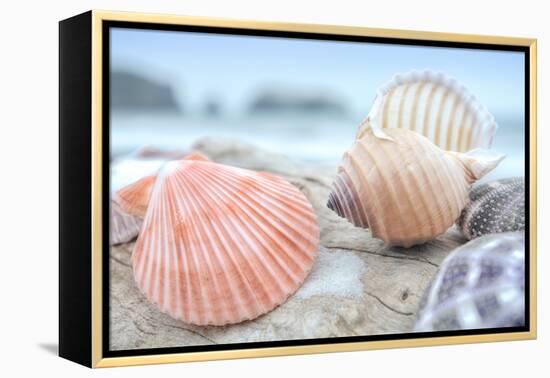 Crescent Beach Shells 10-Alan Blaustein-Framed Premier Image Canvas