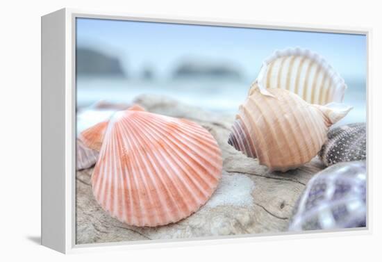 Crescent Beach Shells 10-Alan Blaustein-Framed Premier Image Canvas