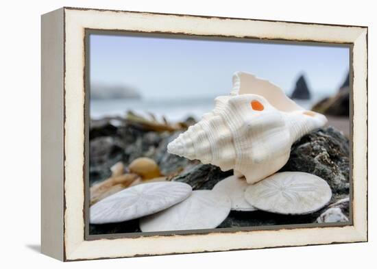 Crescent Beach Shells 11-Alan Blaustein-Framed Premier Image Canvas