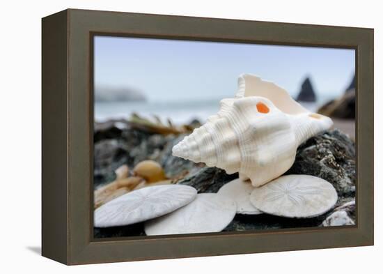 Crescent Beach Shells 11-Alan Blaustein-Framed Premier Image Canvas