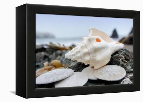 Crescent Beach Shells 11-Alan Blaustein-Framed Premier Image Canvas