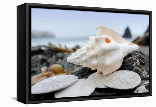 Crescent Beach Shells 11-Alan Blaustein-Framed Premier Image Canvas