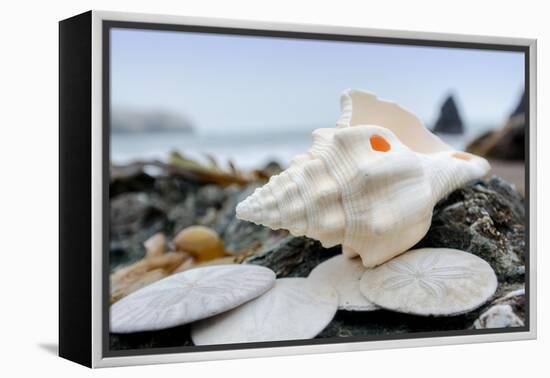 Crescent Beach Shells 11-Alan Blaustein-Framed Premier Image Canvas