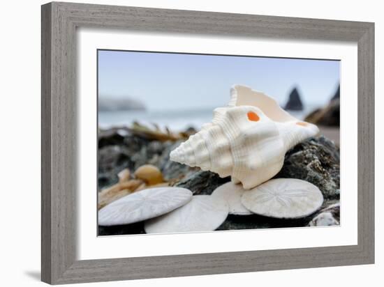 Crescent Beach Shells 11-Alan Blaustein-Framed Photographic Print