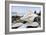 Crescent Beach Shells 11-Alan Blaustein-Framed Photographic Print