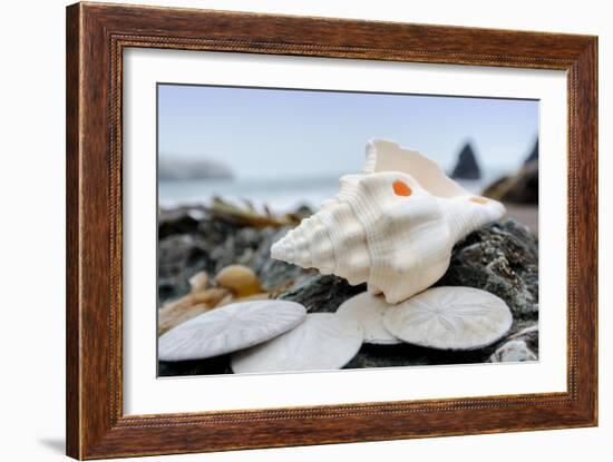 Crescent Beach Shells 11-Alan Blaustein-Framed Photographic Print