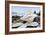 Crescent Beach Shells 11-Alan Blaustein-Framed Photographic Print