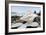 Crescent Beach Shells 11-Alan Blaustein-Framed Photographic Print