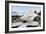 Crescent Beach Shells 11-Alan Blaustein-Framed Photographic Print