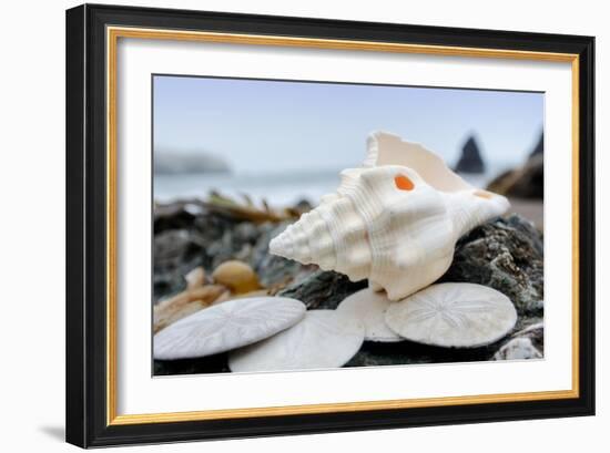 Crescent Beach Shells 11-Alan Blaustein-Framed Photographic Print