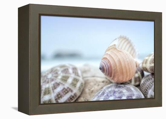 Crescent Beach Shells 15-Alan Blaustein-Framed Premier Image Canvas